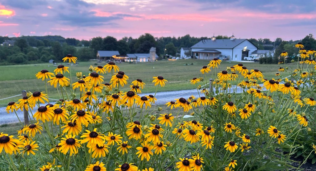 Photo taken from a vineyard and brewery in Gaithersburg, MD.